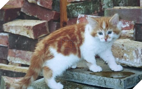 worlds oldest cat rubble 30th birthday michele heritage britain 14 5b1520b19cd7a 700
