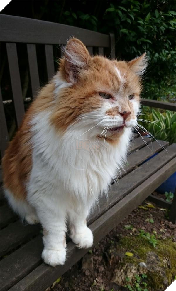 worlds oldest cat rubble 30th birthday michele heritage britain 21 5b1520bc28e55 700