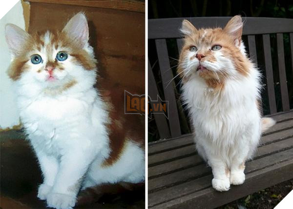 worlds oldest cat rubble 30th birthday michele heritage britain 5b1523582833d 700