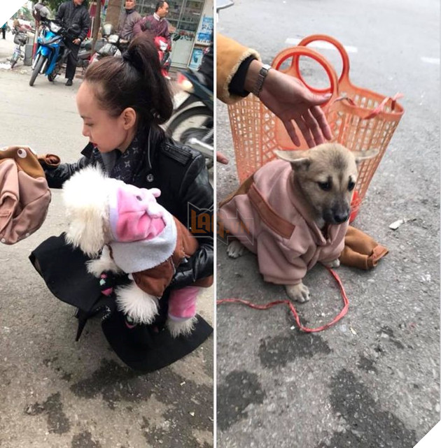 Câu hỏi nhức nhối: 'Là chó ta không được yêu thương bằng các bạn chó cảnh sao mọi người?'