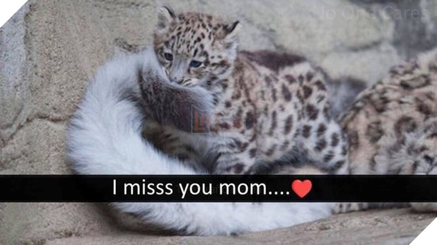 Chú báo tự ngậm đuôi mình trong mọi hoạt động: Lí do khiến bạn sẽ phải rơi nước mắt!