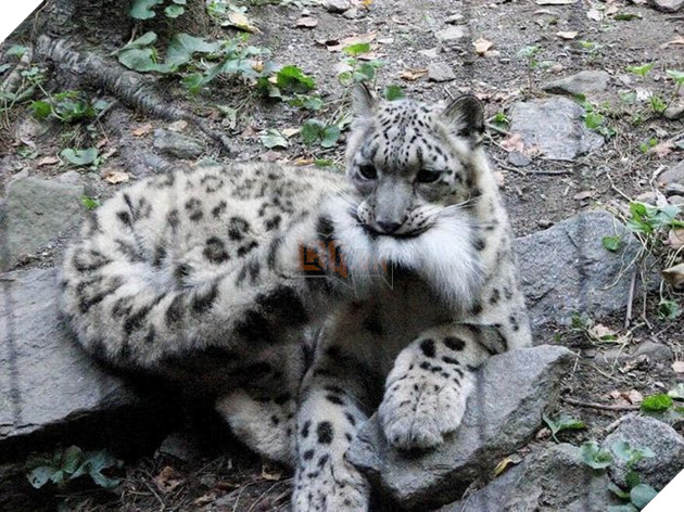 Chú báo tự ngậm đuôi mình trong mọi hoạt động: Lí do khiến bạn sẽ phải rơi nước mắt!