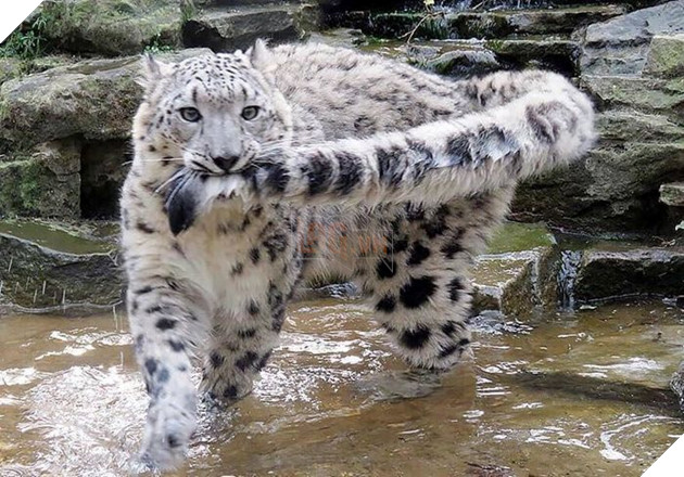 Chú báo tự ngậm đuôi mình trong mọi hoạt động: Lí do khiến bạn sẽ phải rơi nước mắt!