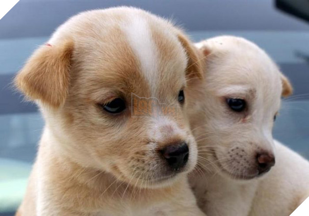 
Chó ta cũng đáng yêu mà, tại sao chúng lại bị đối xử như thế?