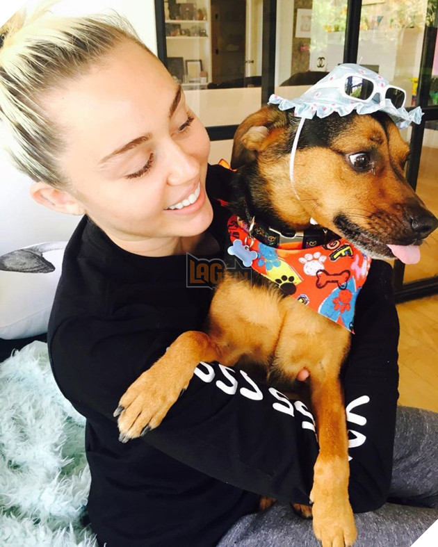 Miley Cyrus đặt tên mới cho Liam sau khi anh cứu được 7 con chó, 4 con ngựa, 2 con lợn và 3 con mèo 4