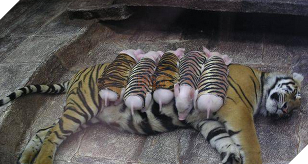 Đàn lợn cosplay thành hổ con để xoa dịu vết thương lòng cho hổ mẹ mất con - Ảnh 2.