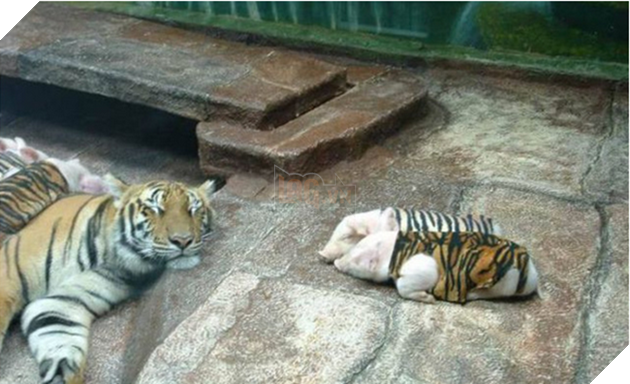 Đàn lợn cosplay thành hổ con để xoa dịu vết thương lòng cho hổ mẹ mất con - Ảnh 1.