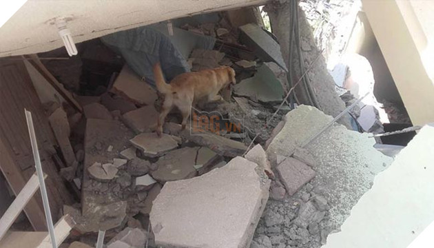 chú chó labrador cứu hộ dũng cảm