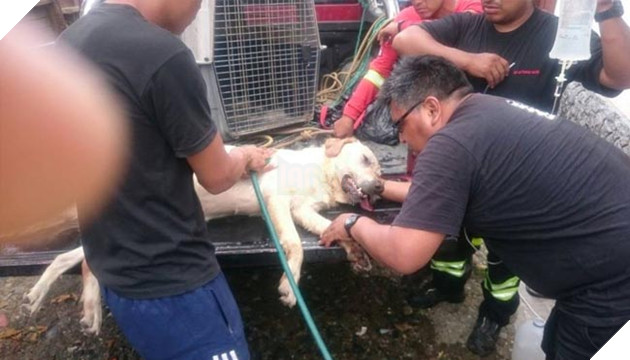 chú chó labrador cứu hộ dũng cảm