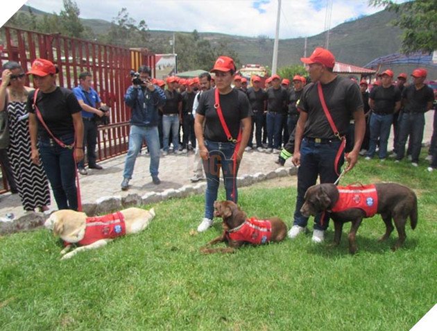 chú chó labrador cứu hộ dũng cảm