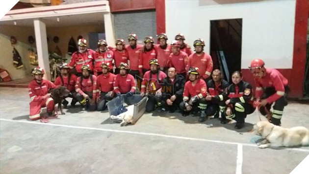 chú chó labrador cứu hộ dũng cảm