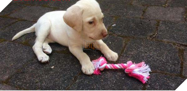 Cảm động trước bé gái 4 tuổi, tên trộm đã trả lại thứ giá trị nhất cho gia đình 3