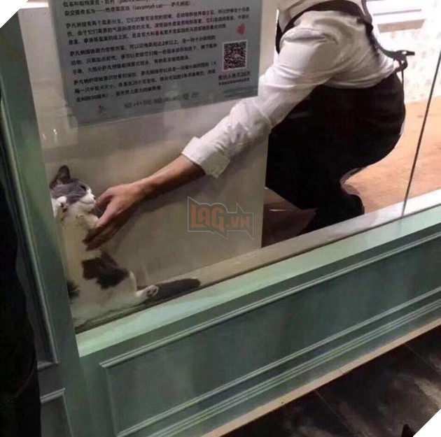 
Không mà! Ta ở đây thôi, đừng đưa ta đi.