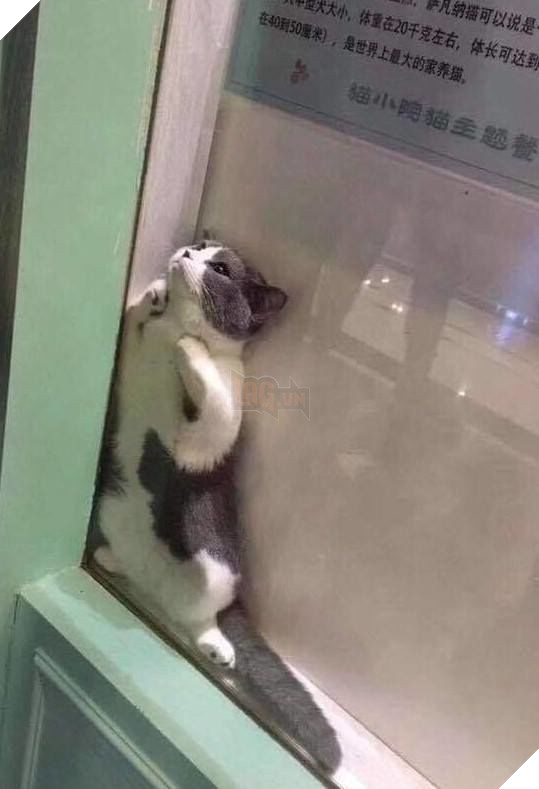 
Trông mặt của chú mèo như đang trông ngóng 1 điều gì đó vây.