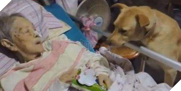 Ốm liệt giường chỉ có mỗi chú chó ở bên, câu chuyện nghẹn ngào của bà