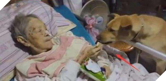 Ốm liệt giường chỉ có mỗi chú chó ở bên, câu chuyện nghẹn ngào của bà 2