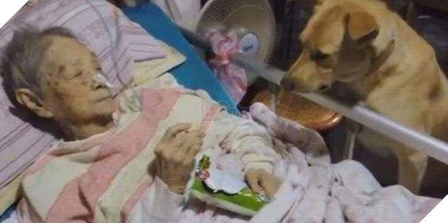 Ốm liệt giường chỉ có mỗi chú chó ở bên, câu chuyện nghẹn ngào của bà 3