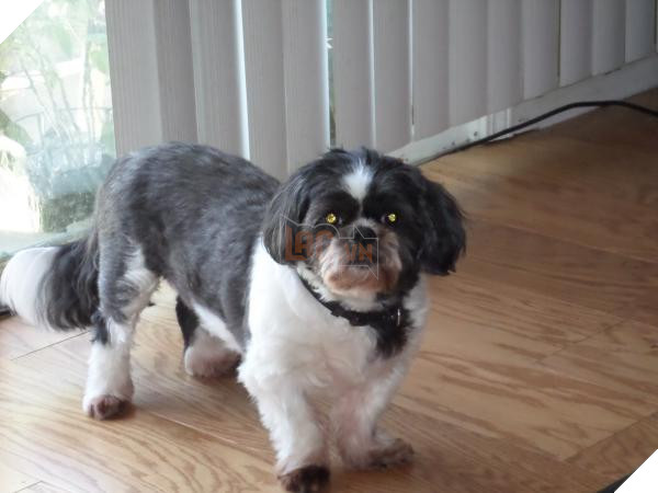 shih tzu temperament