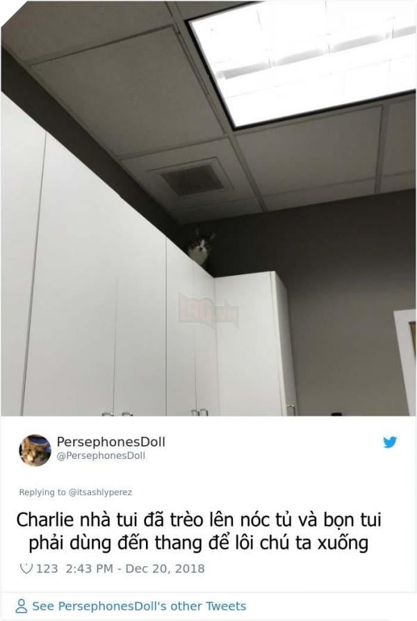 1075763510519435264 1 png 700