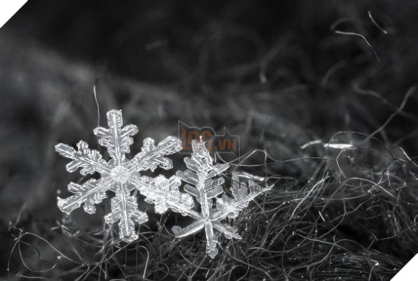 2 snowflakes on gray 610x410