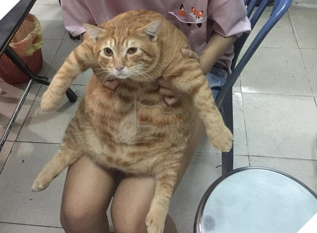 Du 8kg roi van doi an, nung ninh the nay qua tet thi bao nhieu can day ha u Dù 8kg rồi vẫn đòi ăn, núng nính thế này qua tết thì bao nhiêu cân đây hả ú