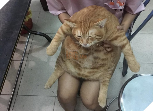 Du 8kg roi van doi an, nung ninh the nay qua tet thi bao nhieu can day ha u 2 Dù 8kg rồi vẫn đòi ăn, núng nính thế này qua tết thì bao nhiêu cân đây hả ú 2