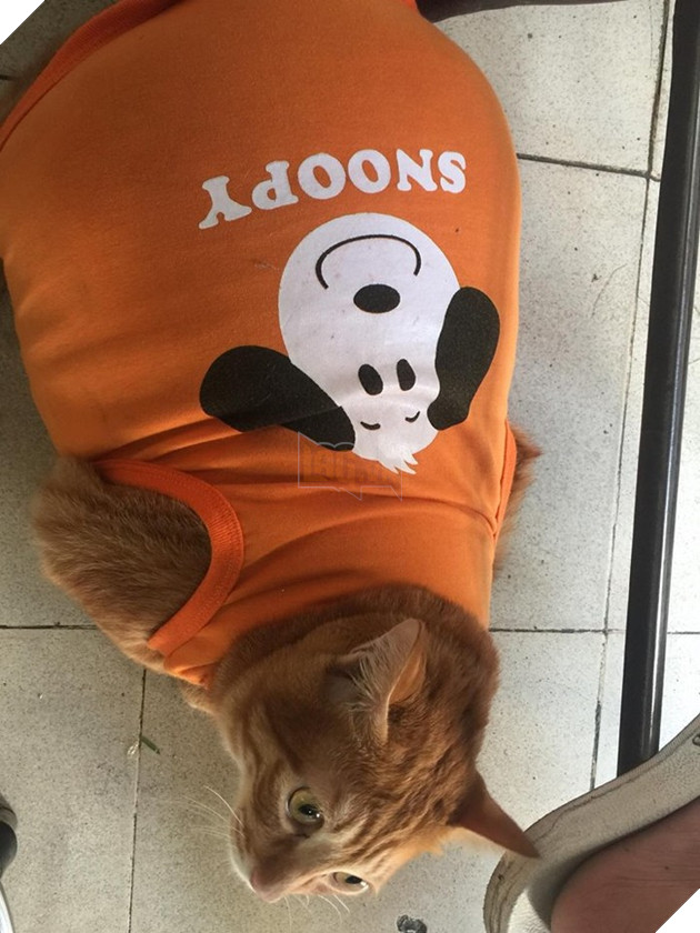 Du 8kg roi van doi an, nung ninh the nay qua tet thi bao nhieu can day ha u 7 Dù 8kg rồi vẫn đòi ăn, núng nính thế này qua tết thì bao nhiêu cân đây hả ú 7