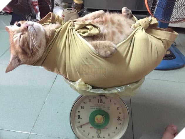 Du 8kg roi van doi an, nung ninh the nay qua tet thi bao nhieu can day ha u 3 Dù 8kg rồi vẫn đòi ăn, núng nính thế này qua tết thì bao nhiêu cân đây hả ú 3