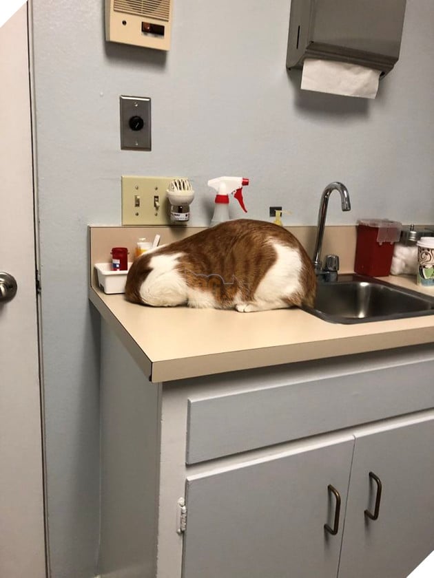 cats hiding from vet 5c1c98850f8f7 700