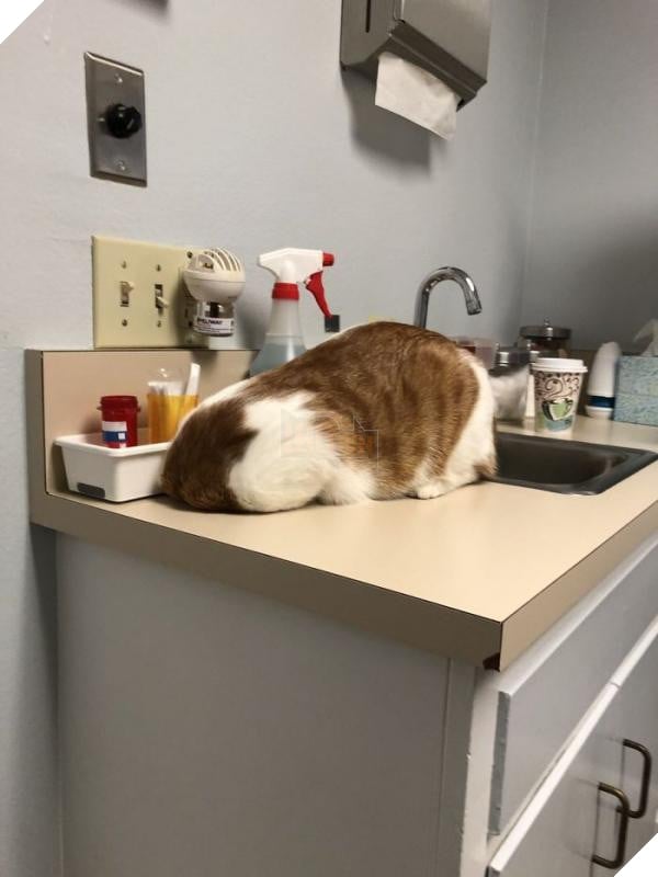 cats hiding from vet 5c1c988736ef7 700