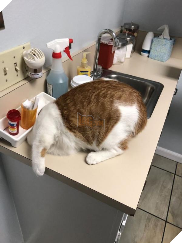 cats hiding from vet 5c1c988a1f4c2 700