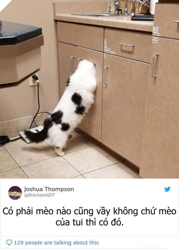 cats hiding from vet 5c1c9da8720ed 700