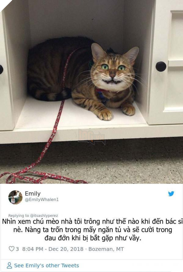 cats hiding from vet 5c1c9e269c0ef 700