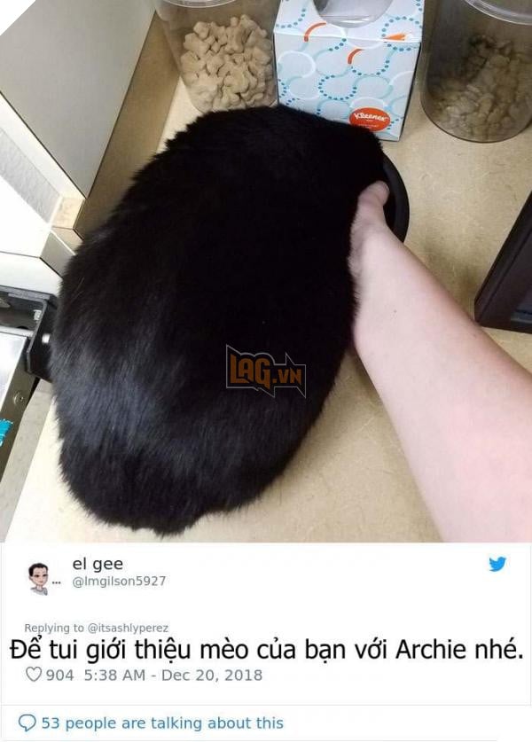 cats hiding from vet 5c1ca136da0fd 700