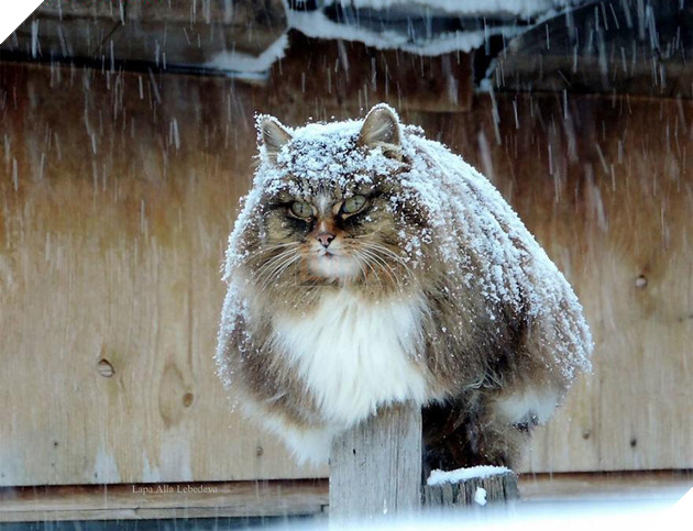 Cư dân bất hợp pháp xâm chiếm tưởng đâu lại giúp ích cho người nông dân