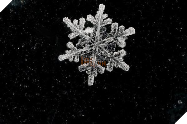 snowflake d 610x407
