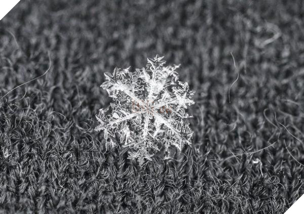 snowflake on grey 610x430