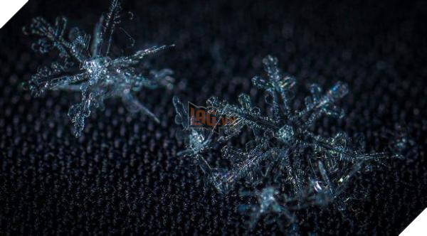 two snowflakes 610x338