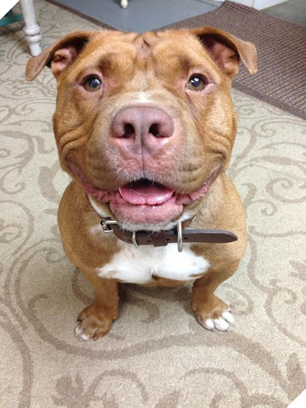 Được nhận nuôi từ trai cứu hộ, chú chó luôn luôn cười khi có ống kính