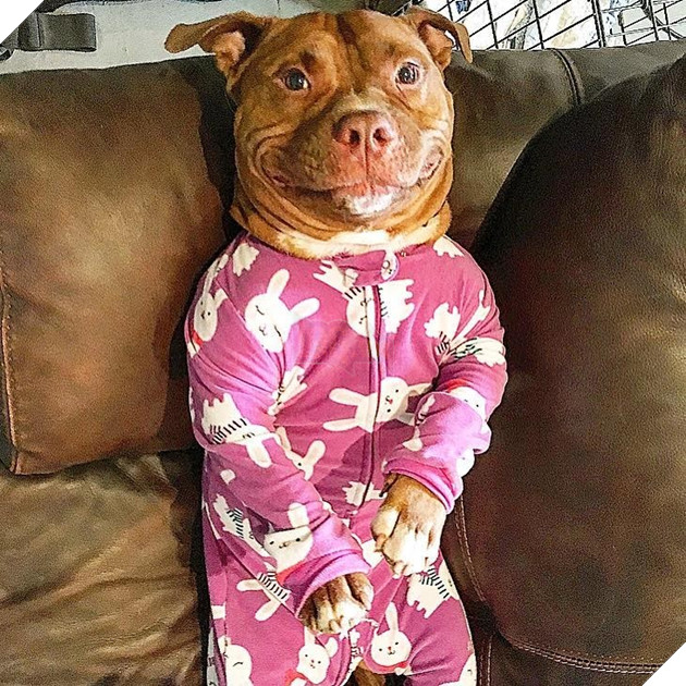 Được nhận nuôi từ trai cứu hộ, chú chó luôn luôn cười khi có ống kính 2