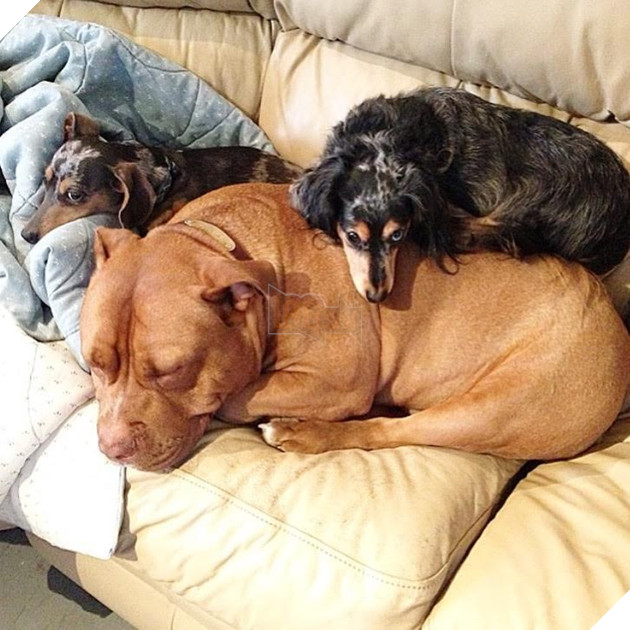 Được nhận nuôi từ trai cứu hộ, chú chó luôn luôn cười khi có ống kính 3