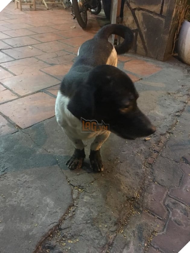 Hai huoc chu cho voi bo long tam trang loi, nhu the dang lam do thi het tien vay 3 Hài hước chú chó với bộ lông tắm trắng lỗi, như thể đang làm dở thì hết tiền vậy 3
