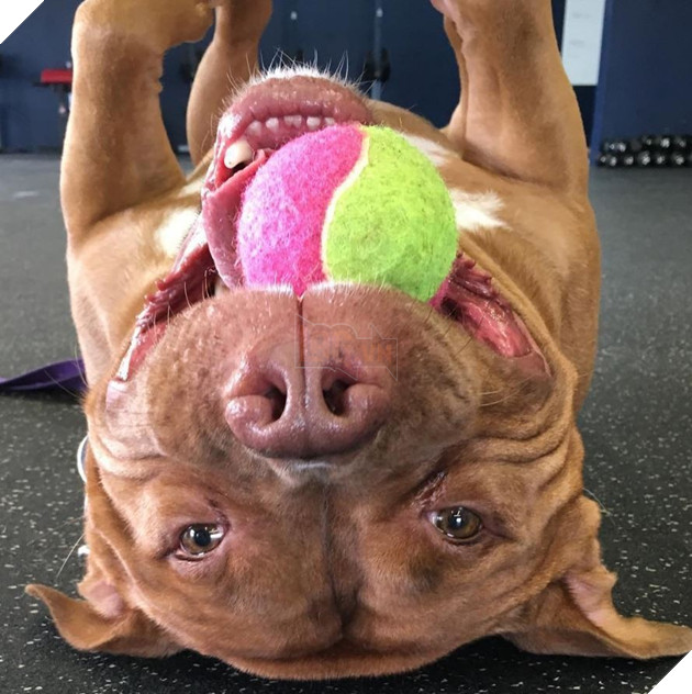 Được nhận nuôi từ trai cứu hộ, chú chó luôn luôn cười khi có ống kính 5