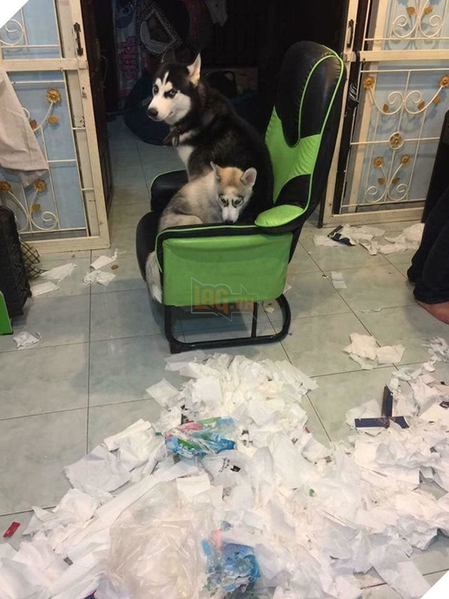 Kiếp Sen đáng thương: Boss đã quậy nát căn phòng mà còn có thái độ như thế này đây! 34