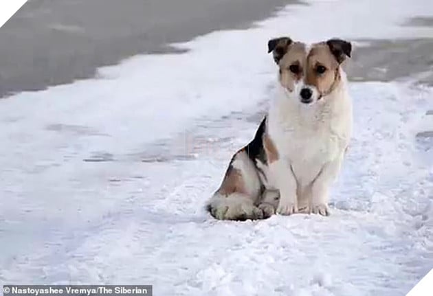 Chú chó Hachiko của nước Nga: Suốt nửa năm ngồi đợi chủ trong cái lạnh âm 30 độ C - Ảnh 2. Chú chó Hachiko của nước Nga: Suốt nửa năm ngồi đợi chủ trong cái lạnh âm 30 độ C - Ảnh 2.