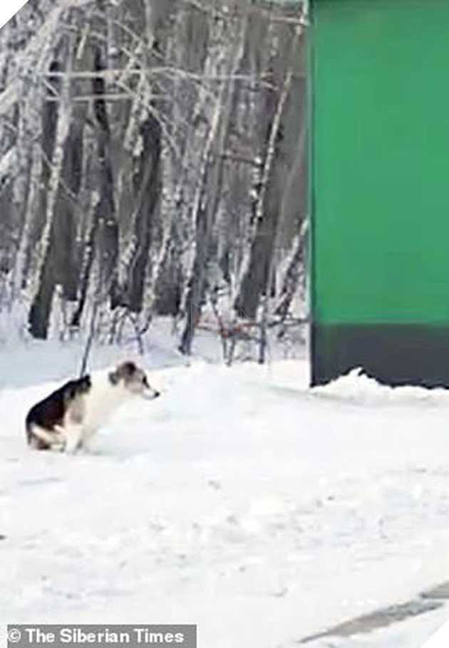 Chú chó Hachiko của nước Nga: Suốt nửa năm ngồi đợi chủ trong cái lạnh âm 30 độ C - Ảnh 1. Chú chó Hachiko của nước Nga: Suốt nửa năm ngồi đợi chủ trong cái lạnh âm 30 độ C - Ảnh 1.