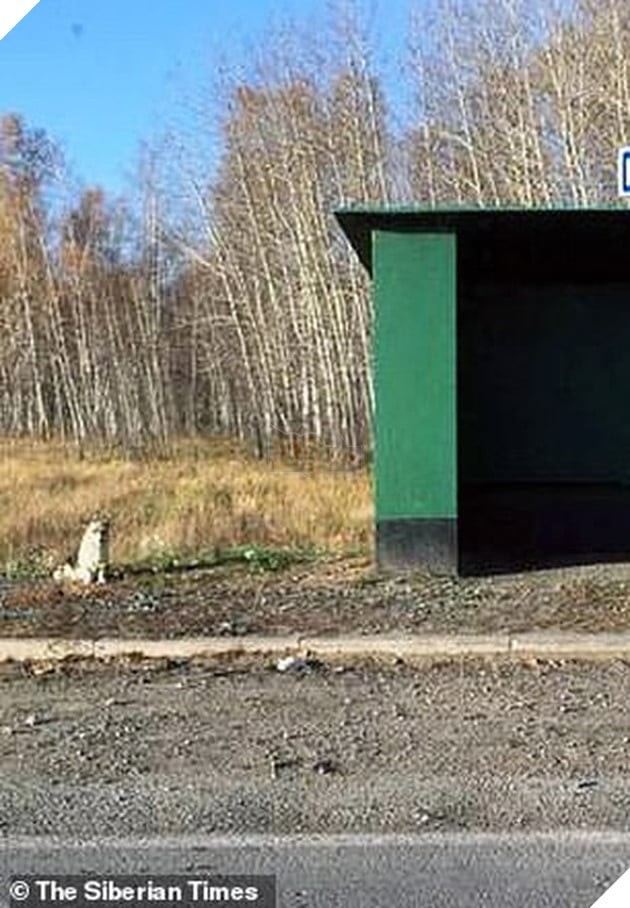 Chú chó Hachiko của nước Nga: Suốt nửa năm ngồi đợi chủ trong cái lạnh âm 30 độ C - Ảnh 1. Chú chó Hachiko của nước Nga: Suốt nửa năm ngồi đợi chủ trong cái lạnh âm 30 độ C - Ảnh 1.
