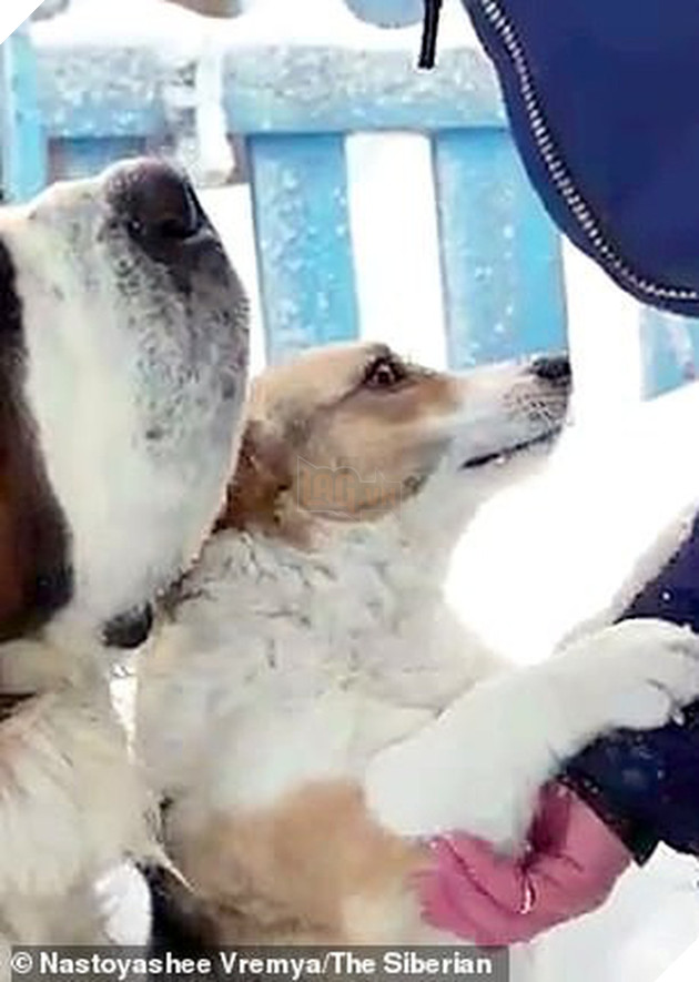 Chú chó Hachiko của nước Nga: Suốt nửa năm ngồi đợi chủ trong cái lạnh âm 30 độ C - Ảnh 3. Chú chó Hachiko của nước Nga: Suốt nửa năm ngồi đợi chủ trong cái lạnh âm 30 độ C - Ảnh 3.