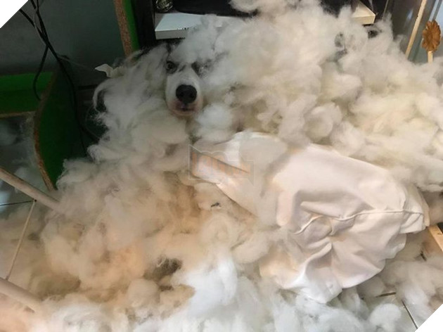 Kiếp Sen đáng thương: Boss đã quậy nát căn phòng mà còn có thái độ như thế này đây! 9