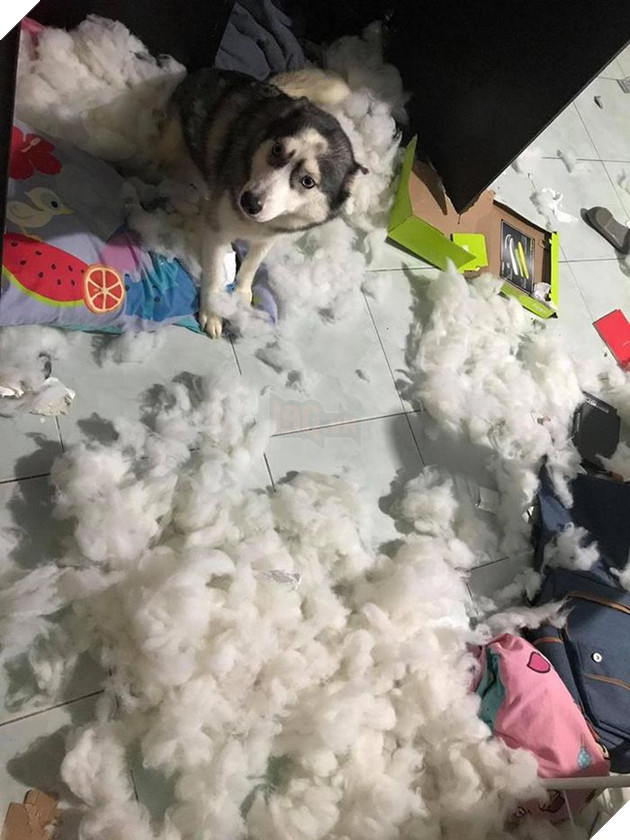 Kiếp Sen đáng thương: Boss đã quậy nát căn phòng mà còn có thái độ như thế này đây! 10